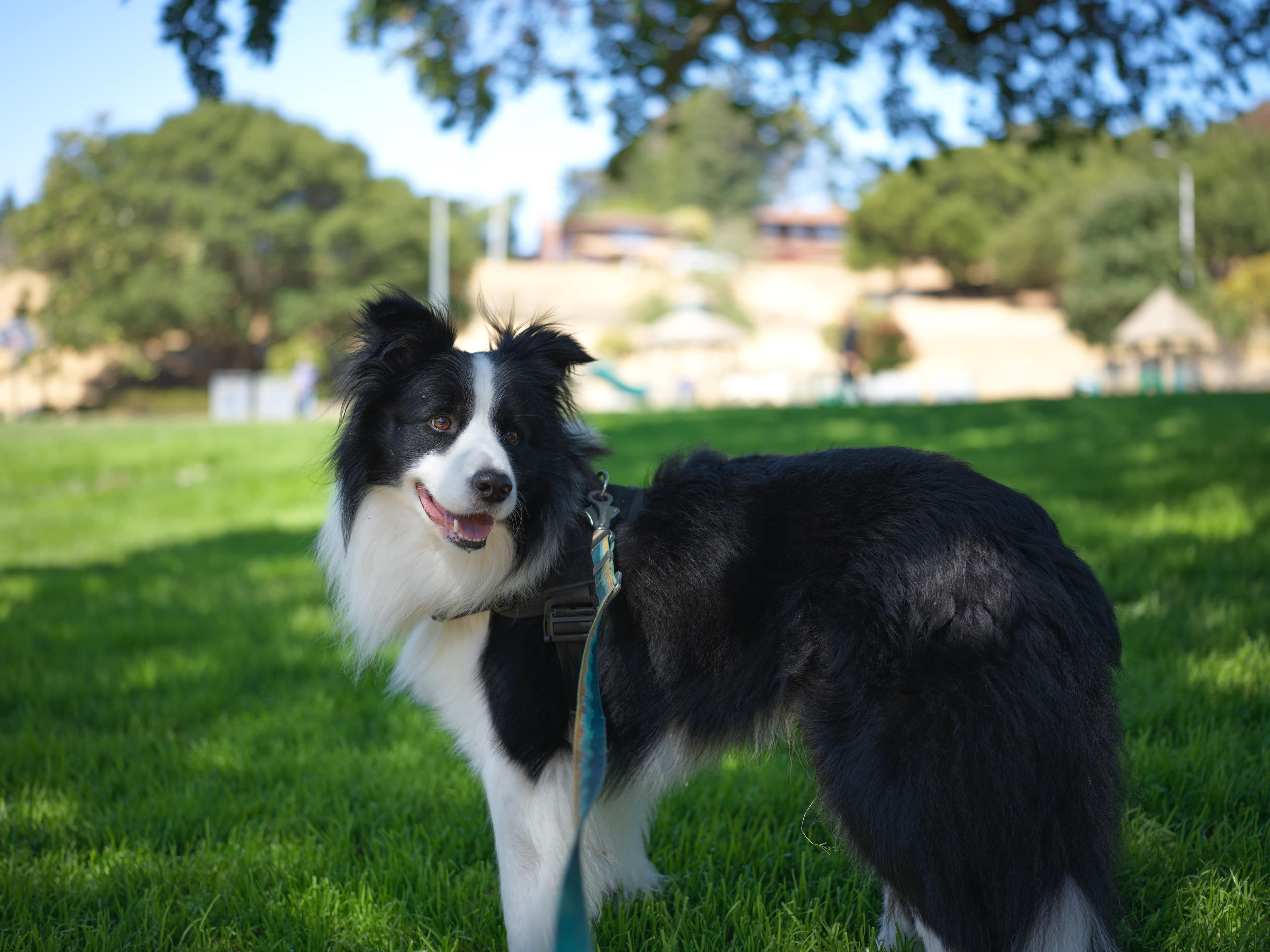 PuppyGo community moment 1