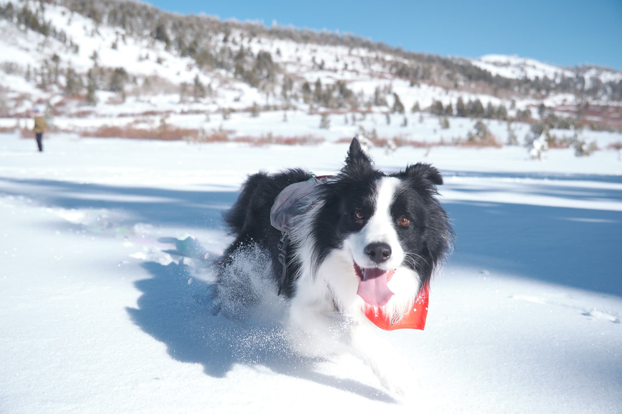 PuppyGo community moment 2