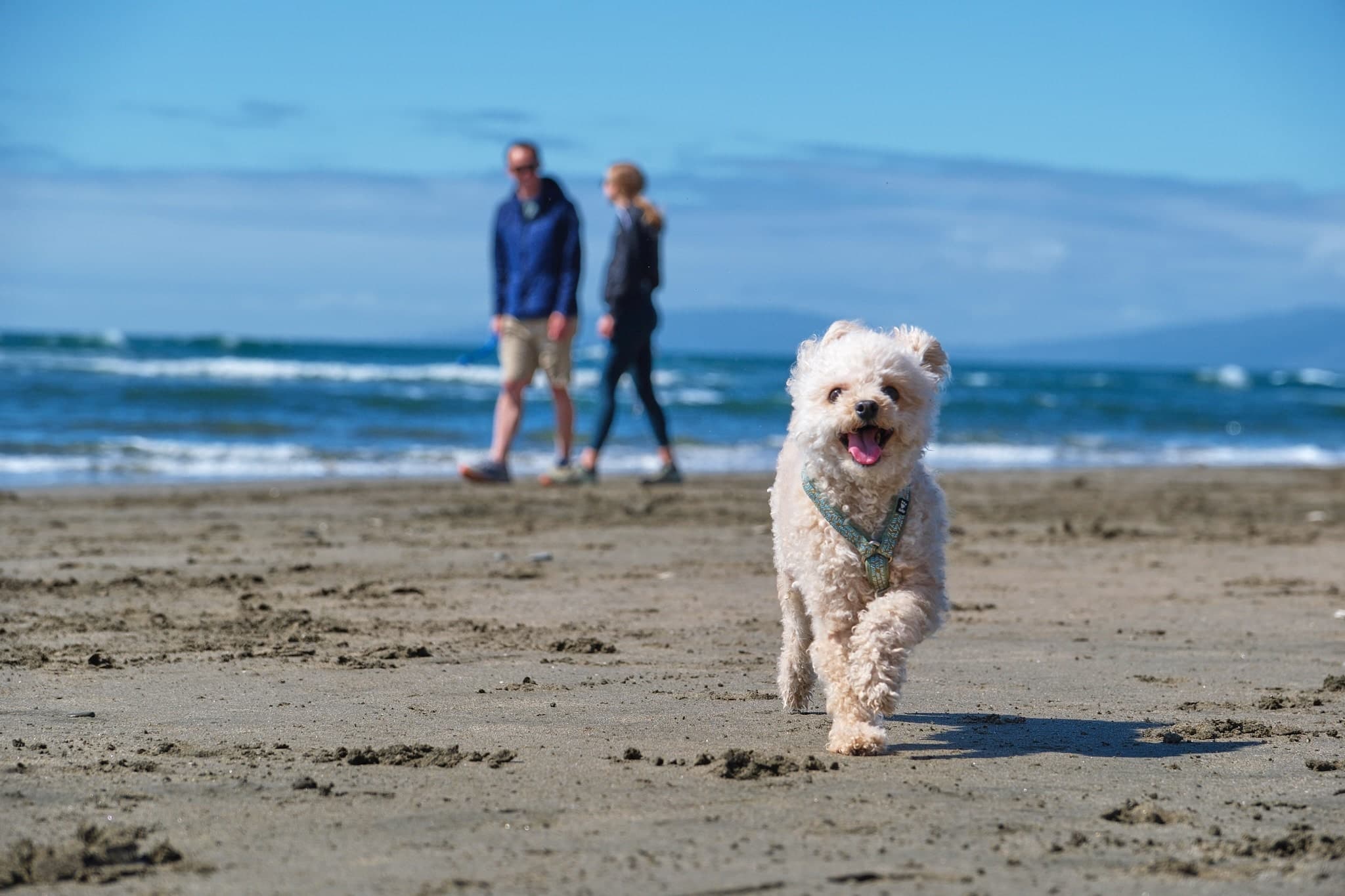 PuppyGo community moment 3