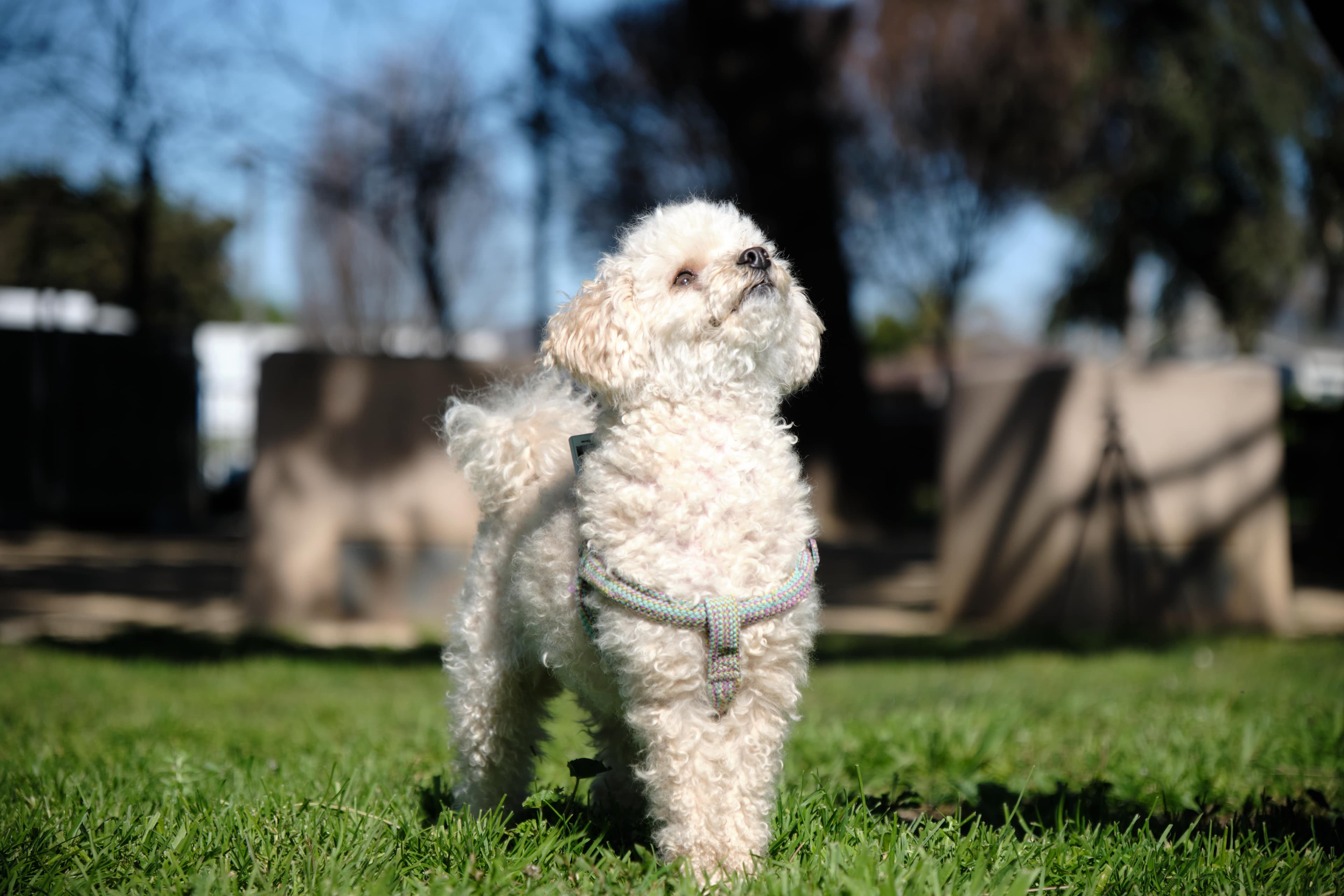 PuppyGo community moment 4